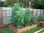 CIMG1432-newtomatobeds5