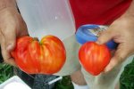 IMG_9029-greenbush.jpg