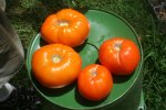 IMG_9051-dynnye.jpg