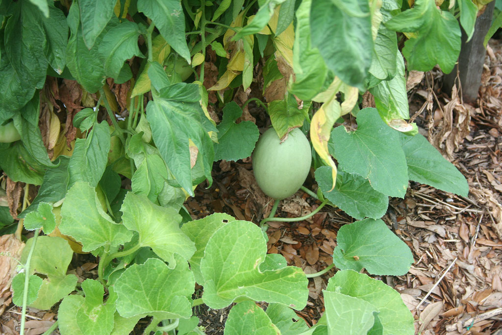 IMG_8966-melons.jpg