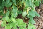 IMG_8966-melons.jpg