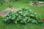 IMG_9022-squash.jpg