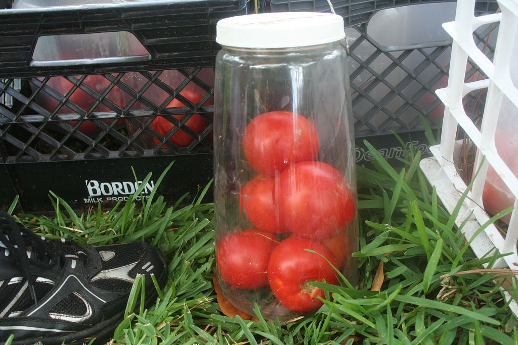 IMG_9046-seedsaving.jpg