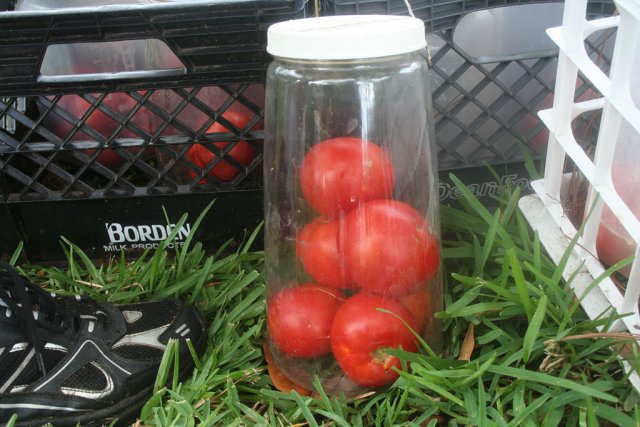 IMG_9046-seedsaving.jpg