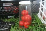 IMG_9046-seedsaving.jpg