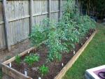 CIMG1437-newtomatobeds6