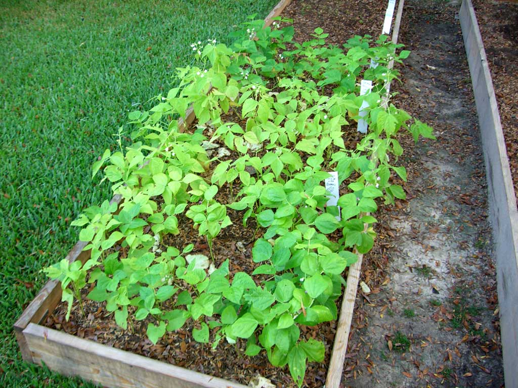 CIMG1439-bushbeans2