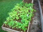 CIMG1439-bushbeans2