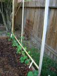 CIMG1443-polebeans1