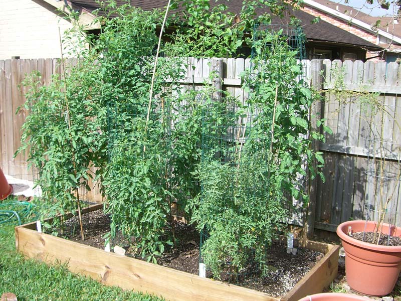 CIMG1453-newtomatobeds9