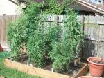 CIMG1453-newtomatobeds9