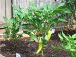 CIMG1454-bananapepper5