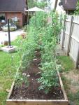 CIMG1455-newtomatobeds7