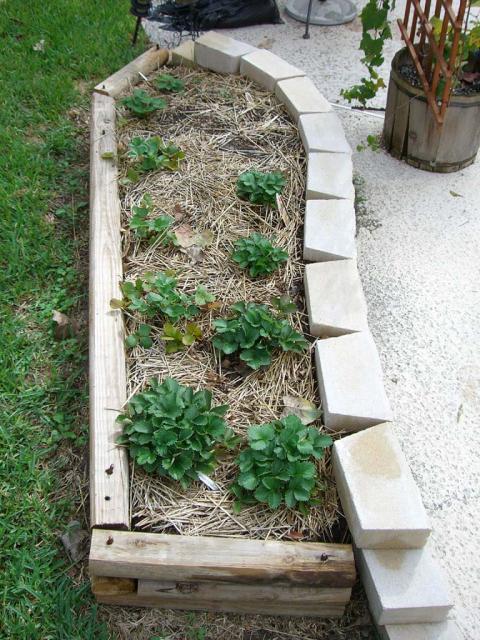 CIMG1456-strawberrypatch3