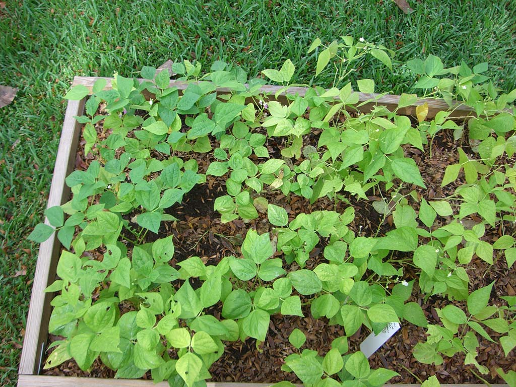 CIMG1458-bushbeans4