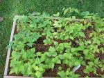 CIMG1458-bushbeans4