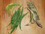 CIMG1469-bushbeans6