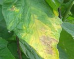Earls Faux leaf disease1