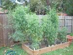 CIMG1493-newtomatobeds8