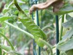 CIMG1497-hornworm1