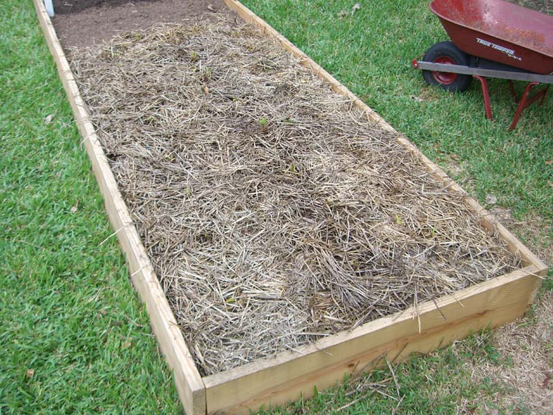 CIMG1500-centralgardenbed4