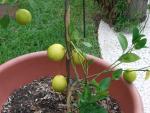 CIMG1501-lemontree2
