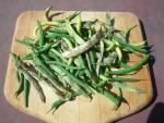 CIMG1553-bushbeans8