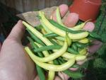 CIMG1622-bushbeans9
