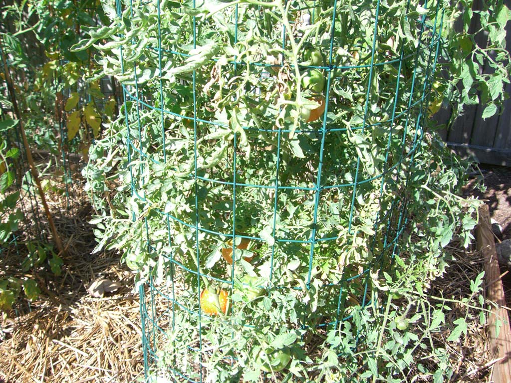 CIMG1644-silveryfirtree