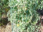CIMG1644-silveryfirtree