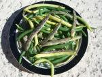 CIMG1646-bushbeans10