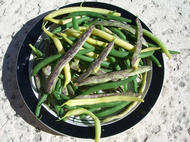 CIMG1646-bushbeans10