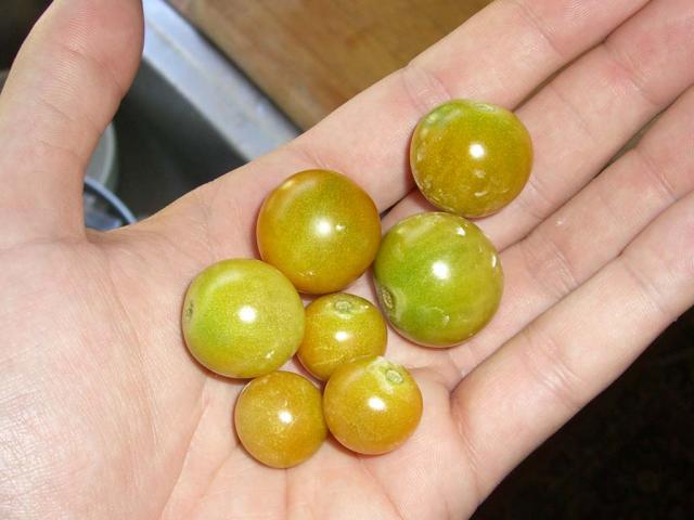 CIMG1648-sungold1