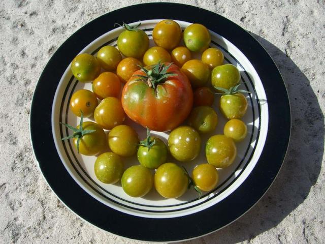 CIMG1652-sungold2