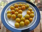 CIMG1657-sungold3