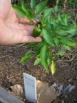 CIMG1659-pimientopepper1
