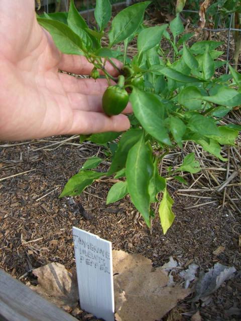 CIMG1659-pimientopepper1