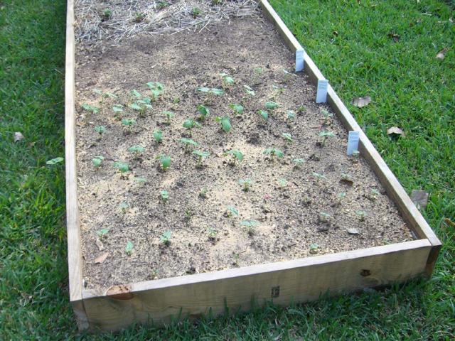 CIMG1660-centralgardenbed6