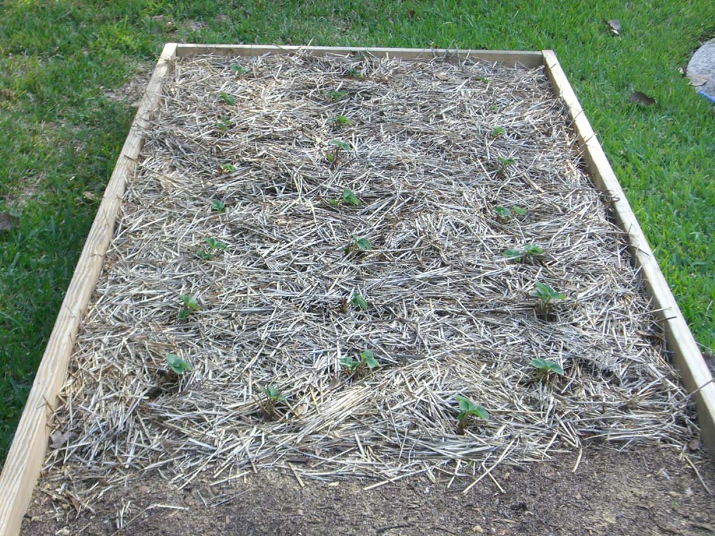 CIMG1661-centralgardenbed5