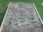 CIMG1661-centralgardenbed5