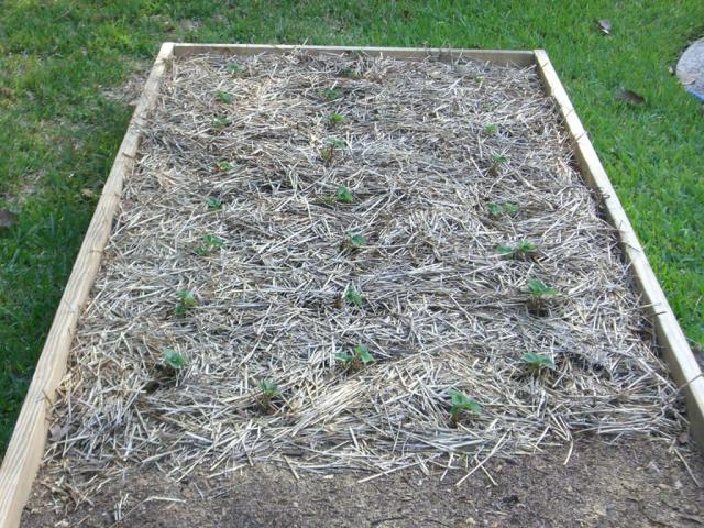 CIMG1661-centralgardenbed5
