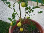 CIMG1662-lemontree3