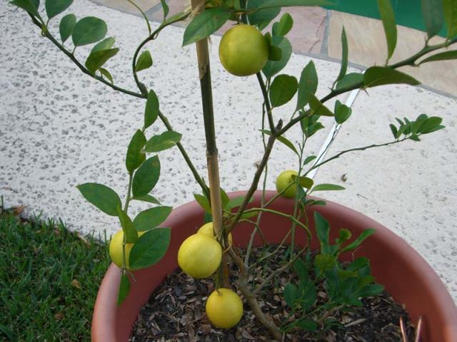 CIMG1662-lemontree3