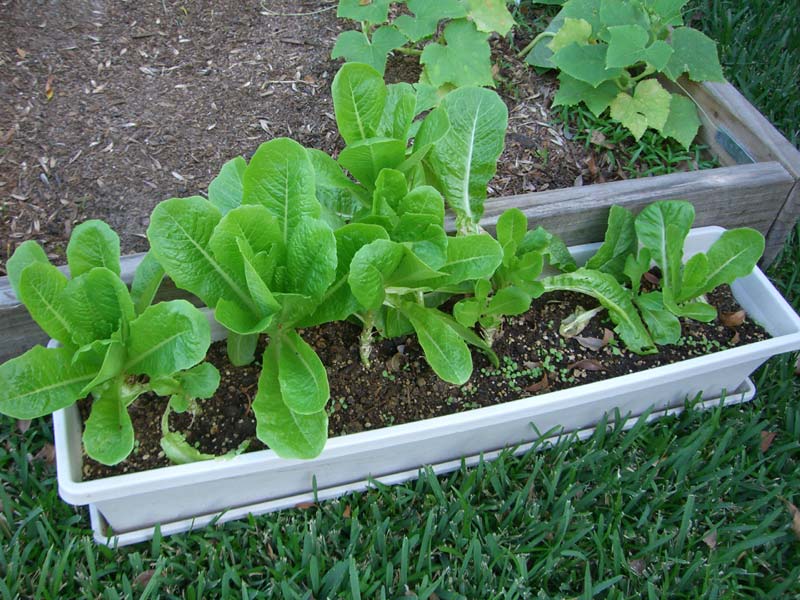 CIMG1663-lettuce7