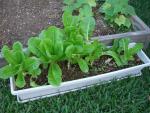 CIMG1663-lettuce7
