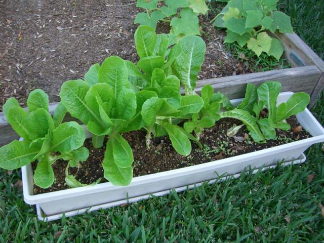 CIMG1663-lettuce7