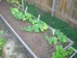 CIMG1664-cucumbers1