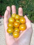 CIMG1668-sungold4