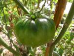 CIMG1733-blackkrim1.jpg