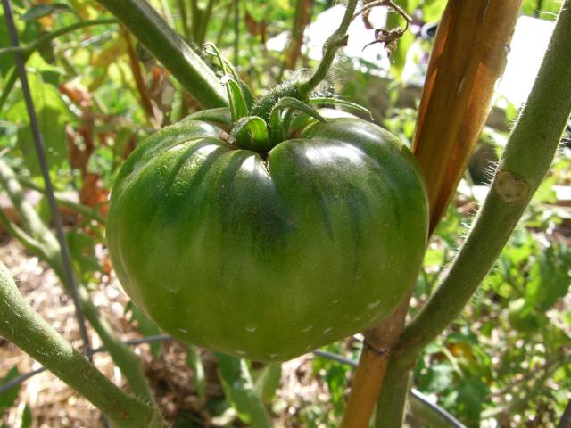 CIMG1733-blackkrim1.jpg